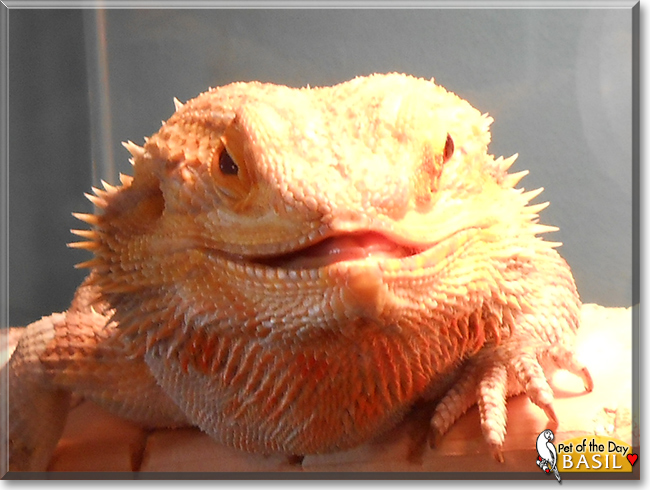 Basil the Bearded Dragon, the Pet of the Day