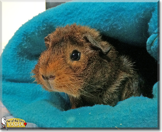 Yasha the Guinea Pig, the Pet of the Day