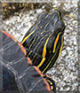 Bella the Western Painted Turtle