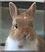 Scully the Netherland Dwarf Rabbit