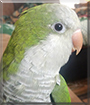 Pickles the Quaker Parrot