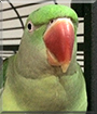 Bundii the Alexandrine Parrot