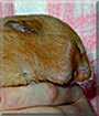 Pal the Syrian Hamster