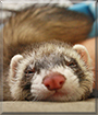 Bubba the Ferret