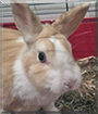 Pauli the Rabbit
