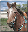 Ditto the Appaloosa Horse