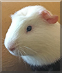 Spud the Crested Guinea Pig
