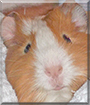 Karamell the Guinea Pig