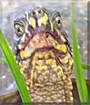 Reeses the Box Turtle