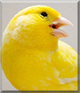 Fifi the Canary