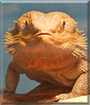 Basil the Bearded Dragon