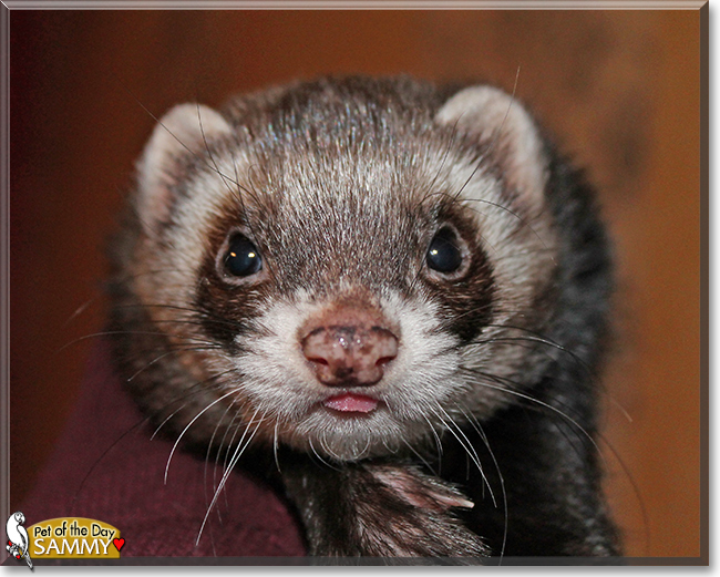 Sammy the Polecat, the Pet of the Day