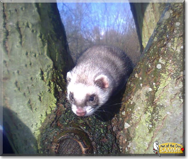 Sammy the Polecat, the Pet of the Day