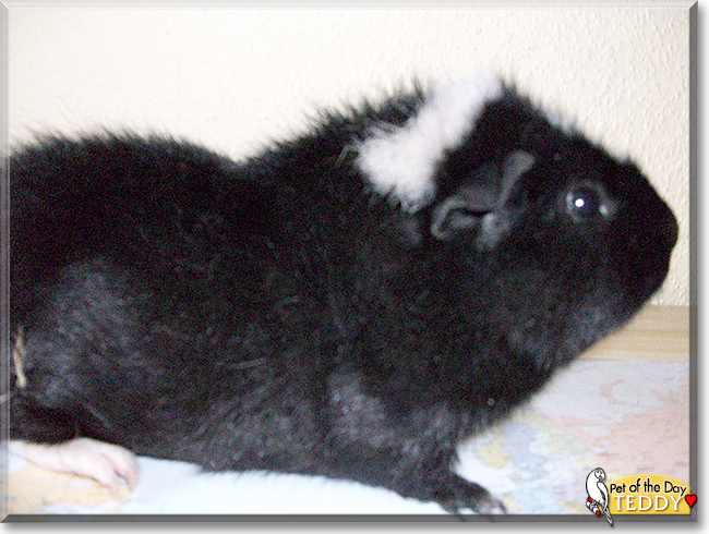 Teddy the Guinea Pig, the Pet of the Day