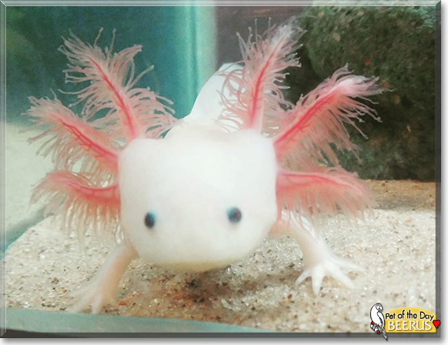 Beerus the Axolotl, the Pet of the Day