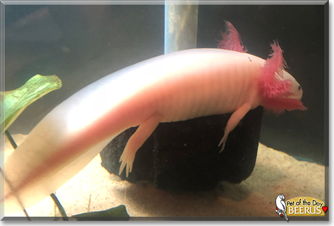 Beerus the Axolotl, the Pet of the Day