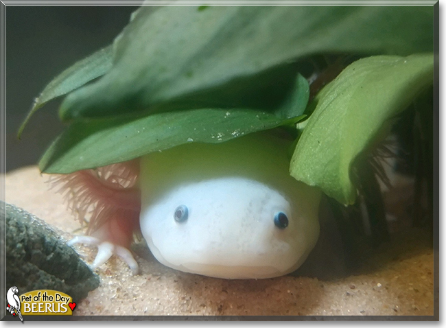 Beerus the Axolotl, the Pet of the Day