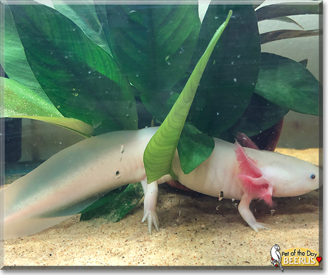 Beerus the Axolotl, the Pet of the Day