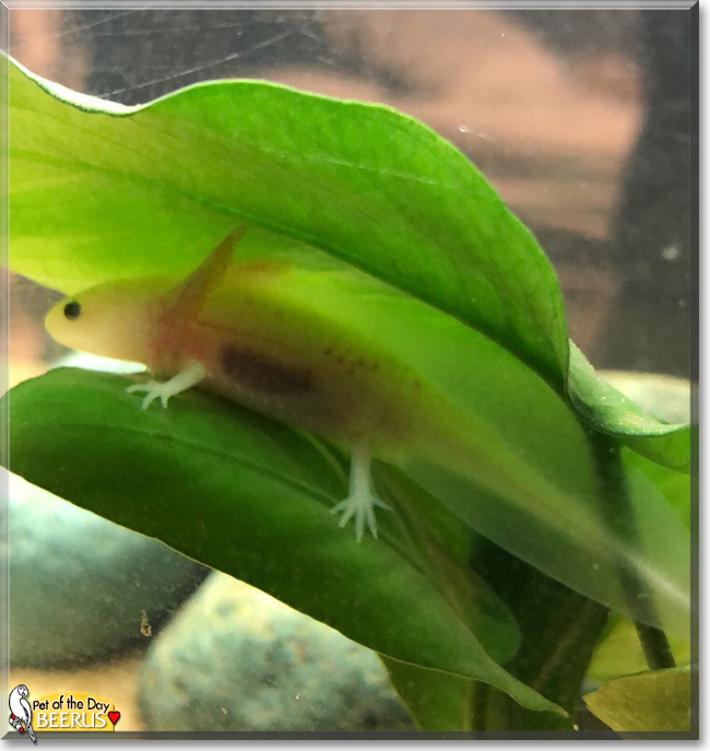 Beerus the Axolotl, the Pet of the Day