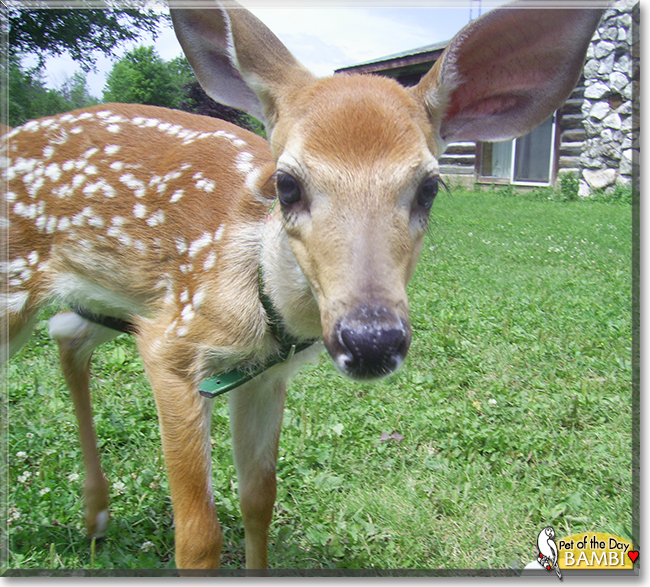 Bambi the White-Tailed Deer, the Pet of the Day