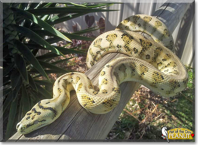 Peanut the Jaguar Carpet Python, the Pet of the Day