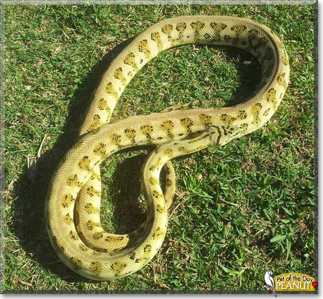 Peanut the Jaguar Carpet Python, the Pet of the Day