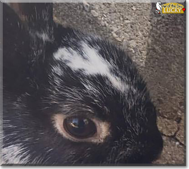 Lucky the mixed breed Rabbit, the Pet of the Day