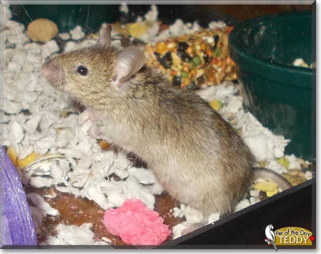 Teddy the Mouse, the Pet of the Day