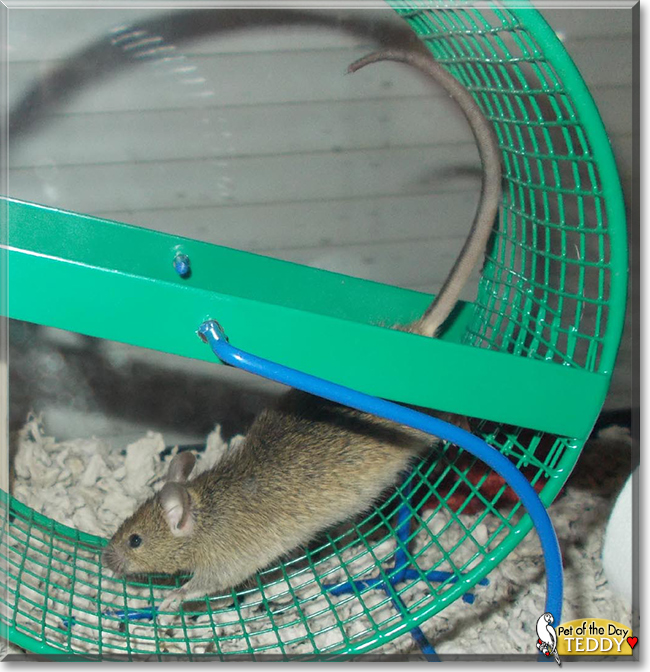 Teddy the Mouse, the Pet of the Day