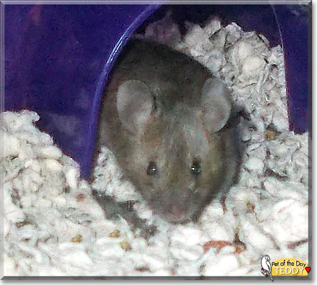 Teddy the Mouse, the Pet of the Day