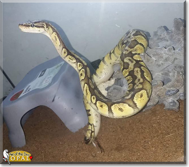 Opal the Ball Python, the Pet of the Day