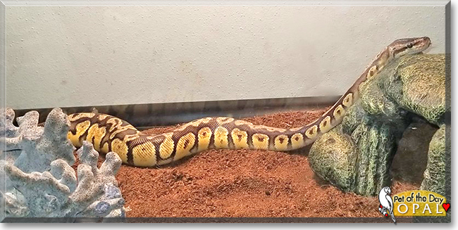 Opal the Ball Python, the Pet of the Day