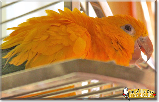 Franklin the Golden Conure, the Pet of the Day