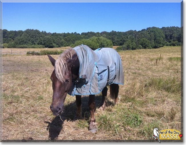 Masse the Draft/Warmblood Horse cross, the Pet of the Day