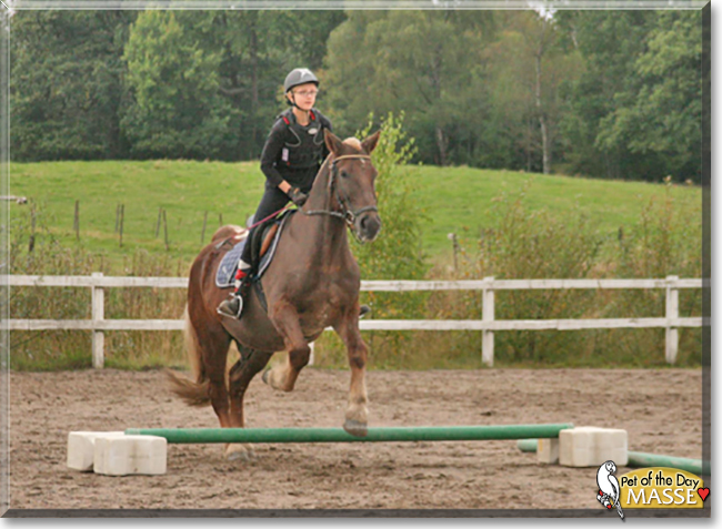 Masse the Draft/Warmblood Horse cross, the Pet of the Day