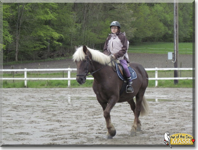 Masse the Draft/Warmblood Horse cross, the Pet of the Day