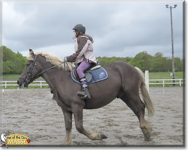 Masse the Draft/Warmblood Horse cross, the Pet of the Day