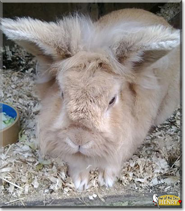 Henry the Lionhead Rabbit, the Pet of the Day