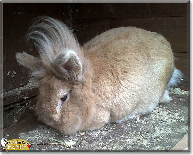 Henry the Lionhead Rabbit, the Pet of the Day