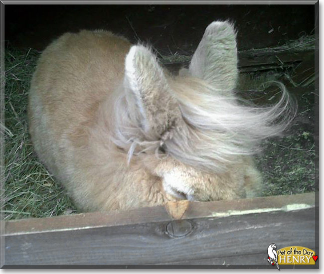 Henry the Lionhead Rabbit, the Pet of the Day