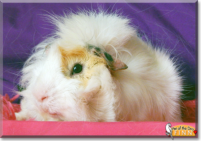 Finn the Guinea Pig, the Pet of the Day