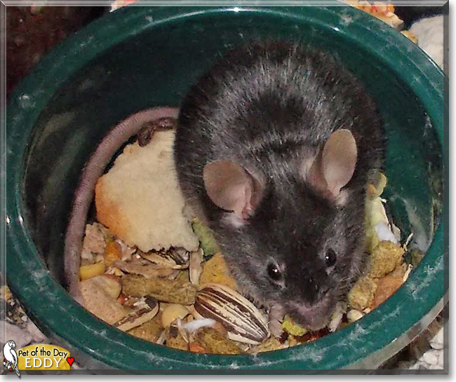 Eddy the Mouse, the Pet of the Day