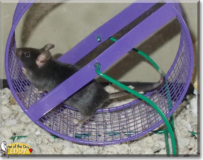 Eddy the Mouse, the Pet of the Day