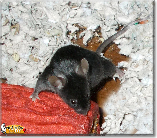 Eddy the Mouse, the Pet of the Day