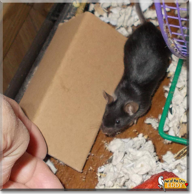 Eddy the Mouse, the Pet of the Day