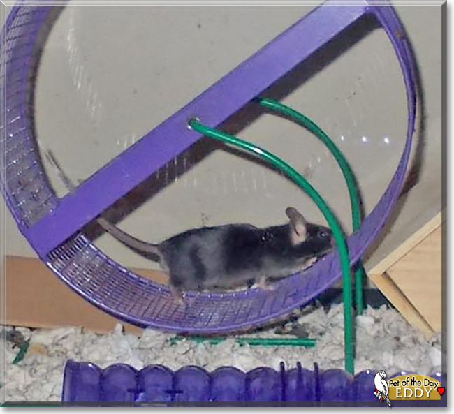 Eddy the Mouse, the Pet of the Day