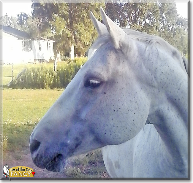 Fancy the Horse, the Pet of the Day
