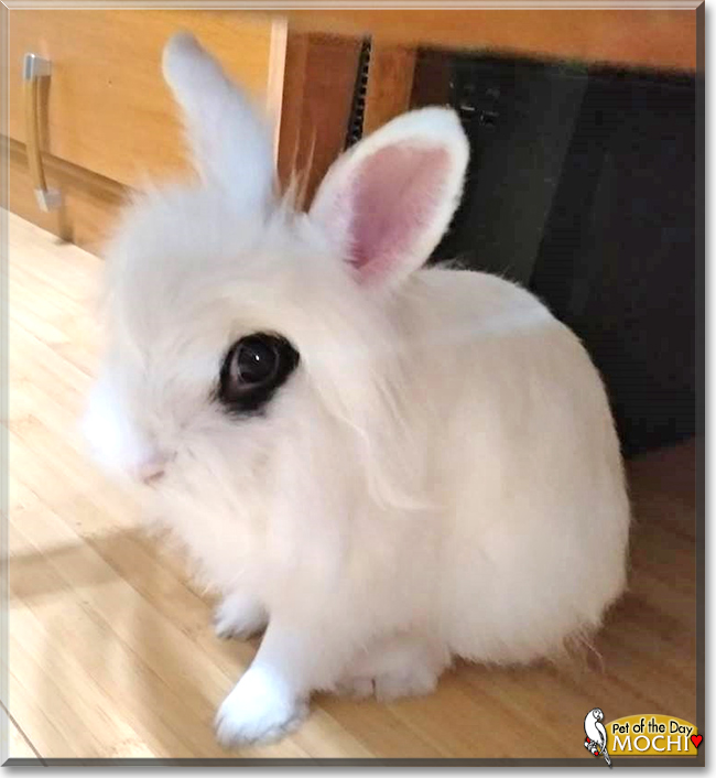 Mochi the Dwarf Rabbit mix, the Pet of the Day