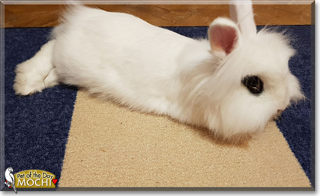Mochi the Dwarf Rabbit mix, the Pet of the Day