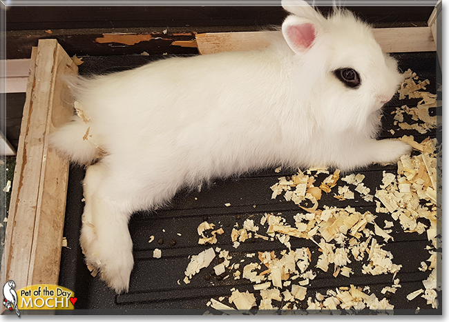Mochi the Dwarf Rabbit mix, the Pet of the Day